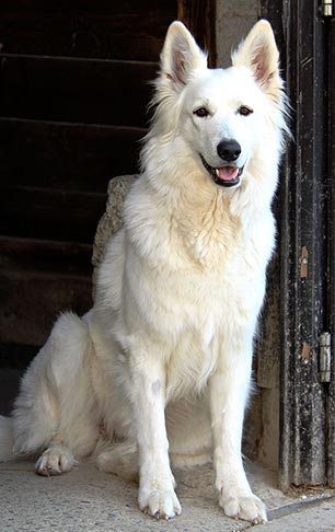 Vanille du Champ Del Croix